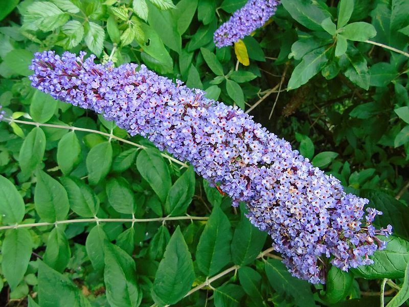 Butterfly Bush Does Little For Cardinals