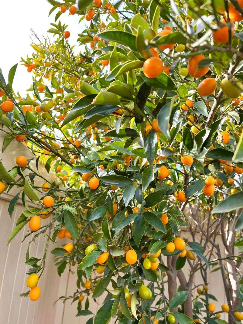 Nagami Kumquat