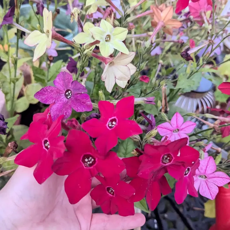 Nicotiana Becomes Most Noticeable After Sunset