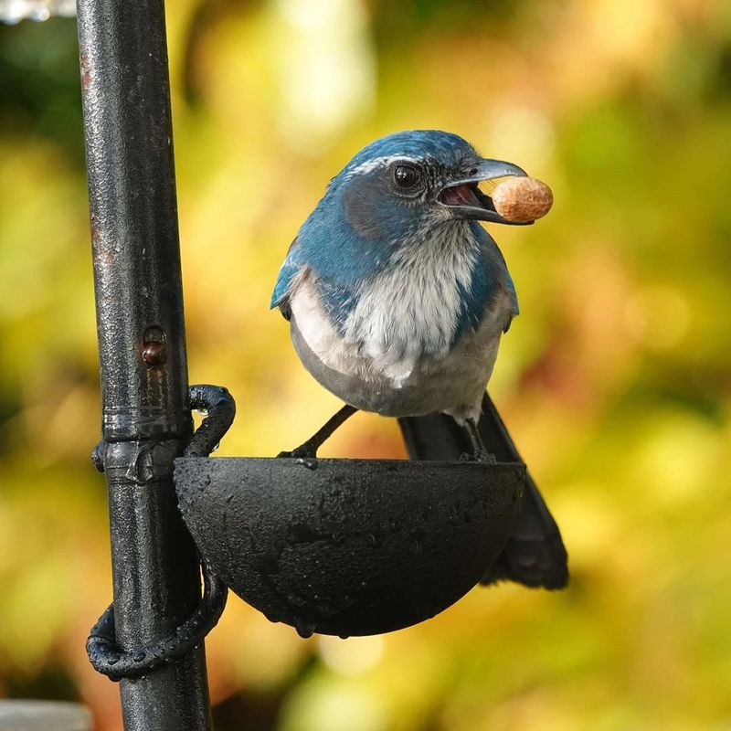 Feeders That Aren't Bird-Friendly
