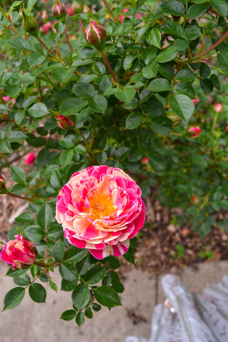 Late Season Feeding Before Ohio Winter
