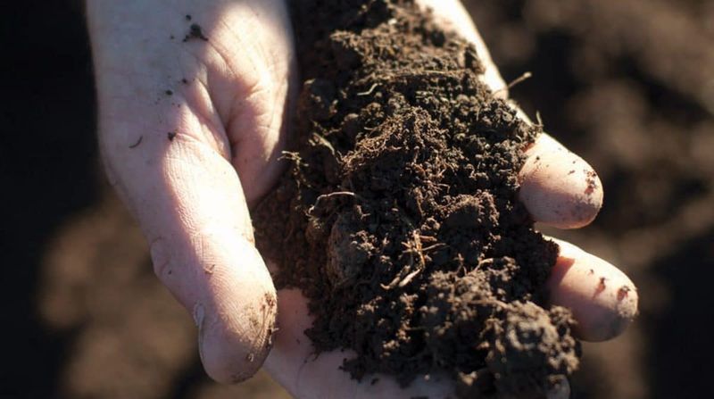 Poor Drainage In Soil