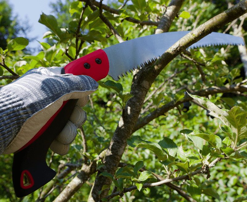 Timing Matters More Than Technique For Flowering Success