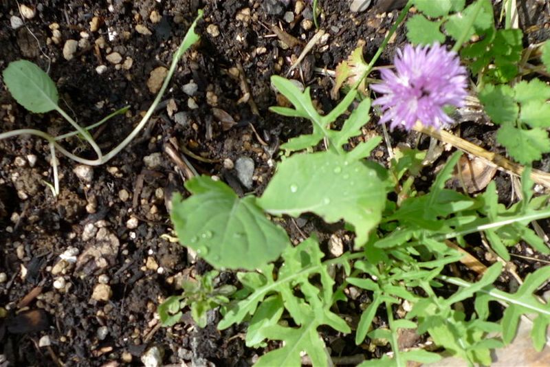 Relentless Slug Damage