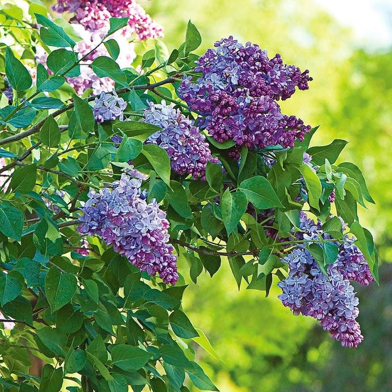 Lilacs Need The Right Variety For Ohio Weather