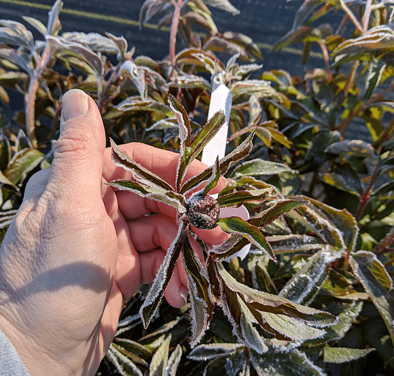 Late Frost Can Ruin Buds Before They Ever Open
