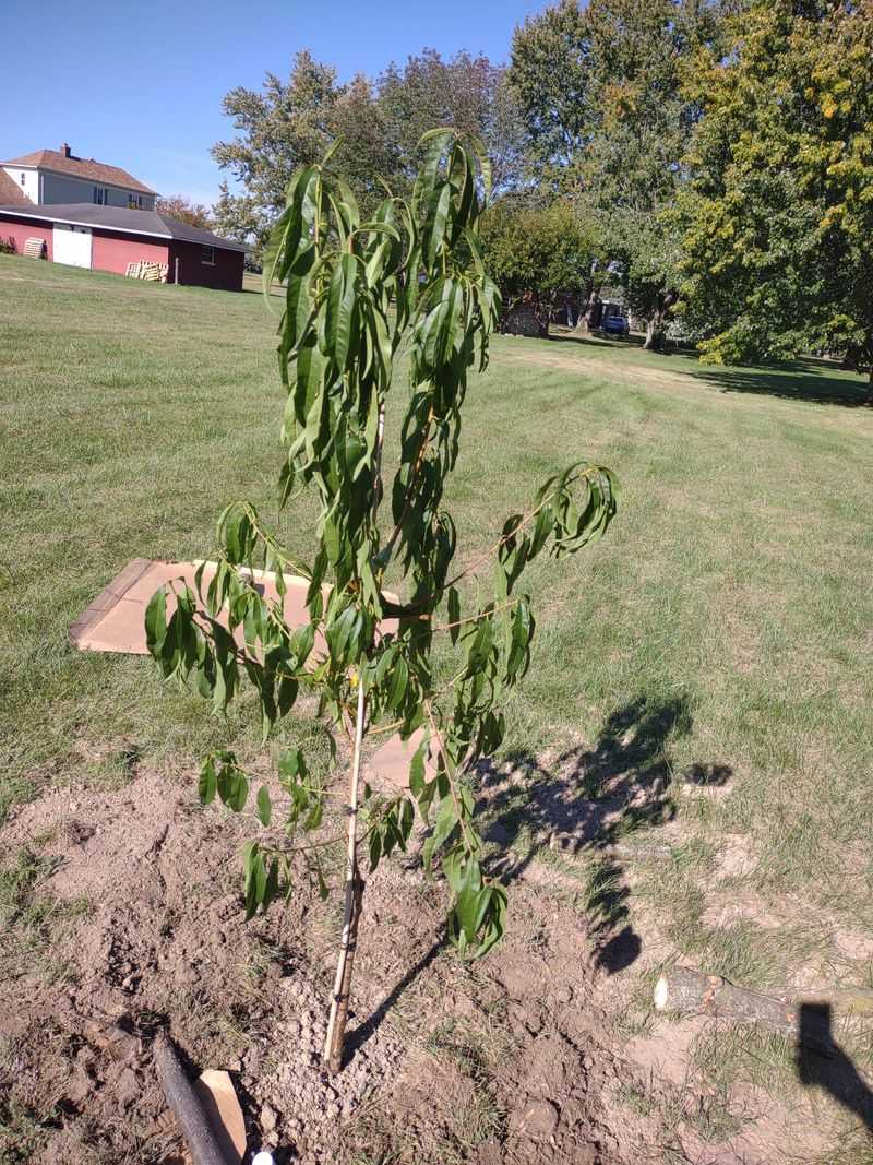 Watering In Fits And Starts