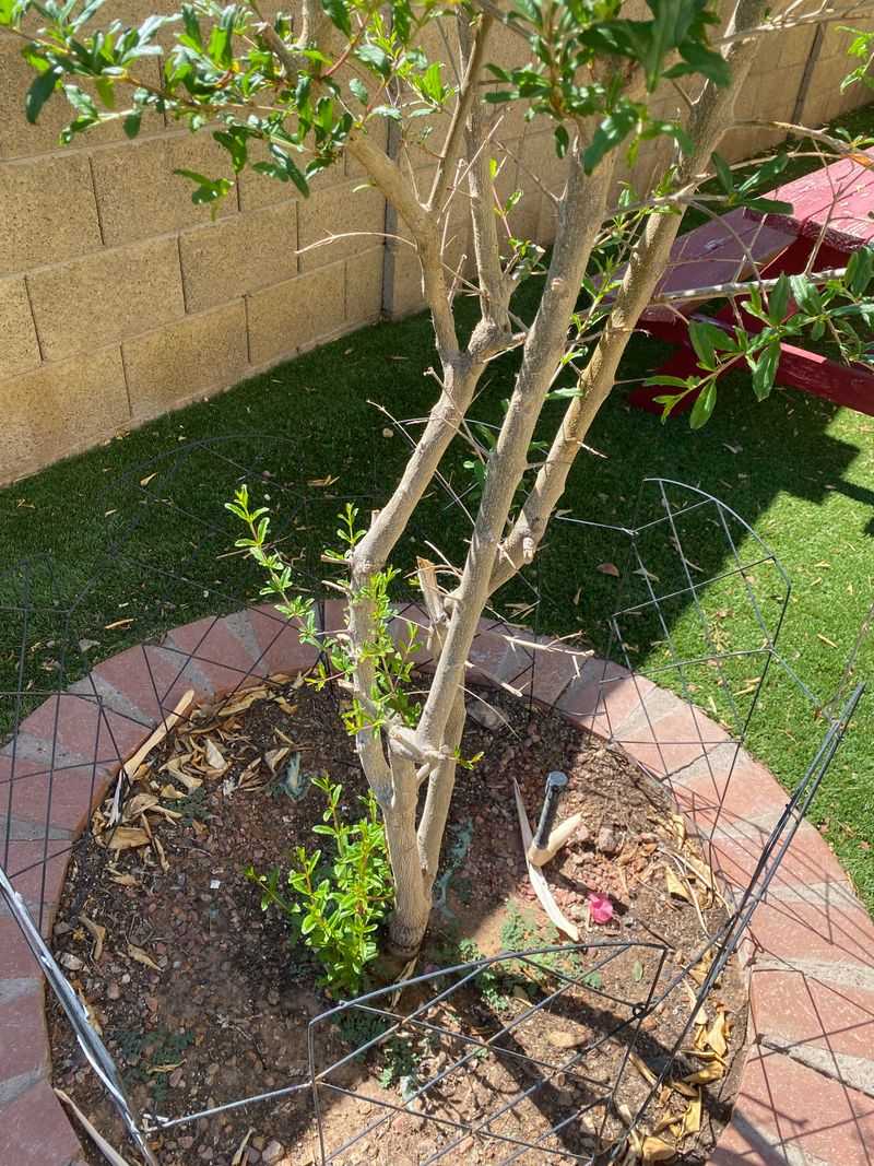 Skipping Annual Pruning That Keeps The Tree Productive