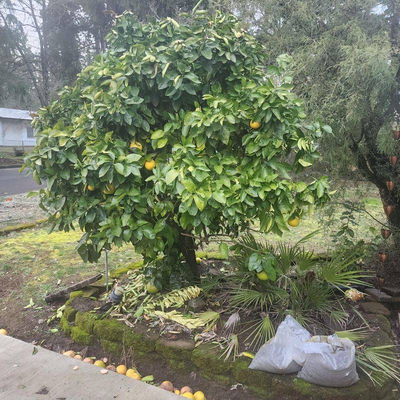 Ignoring Frost And Cold Damage