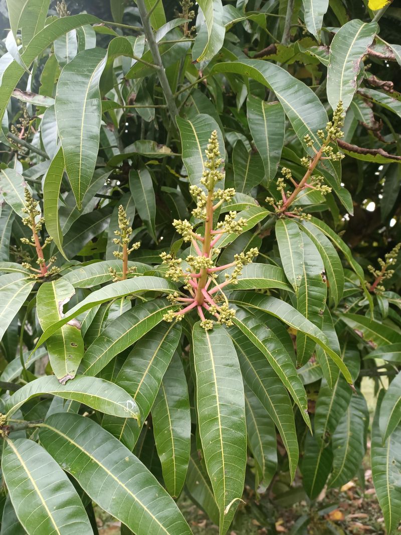 Heavy Mango Tree Pruning Can Reduce The Next Harvest