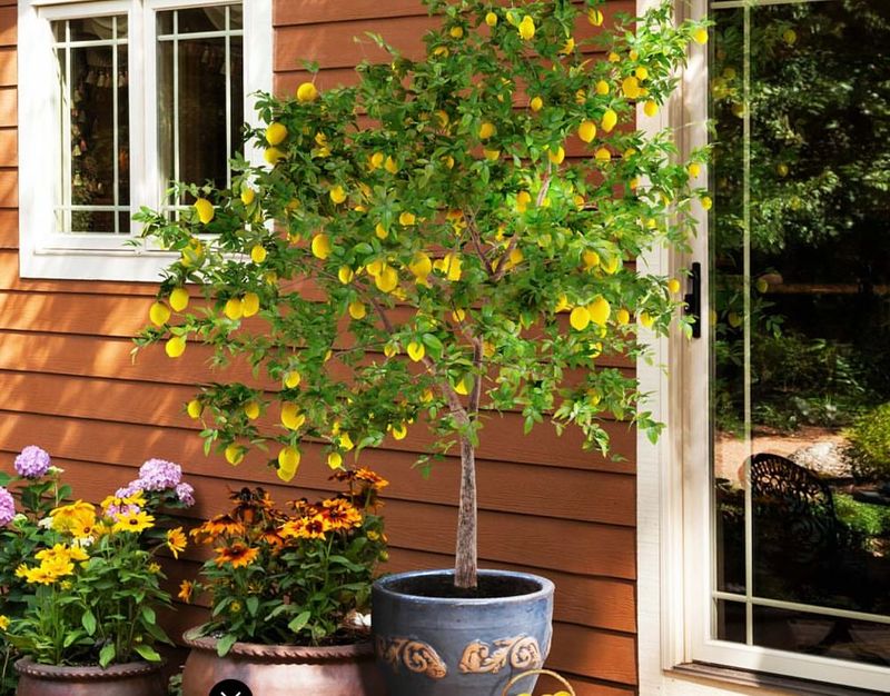 Planting Citrus Trees Outdoors Too Early And Stressing Roots