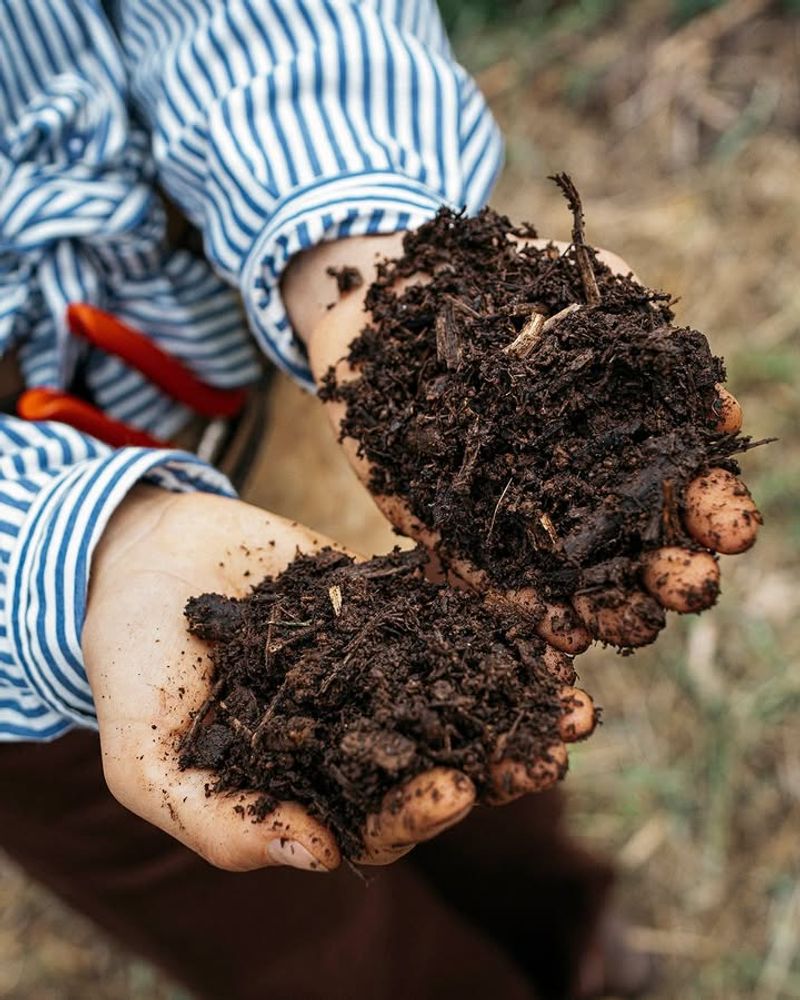 Poorly Drained Soil Problems