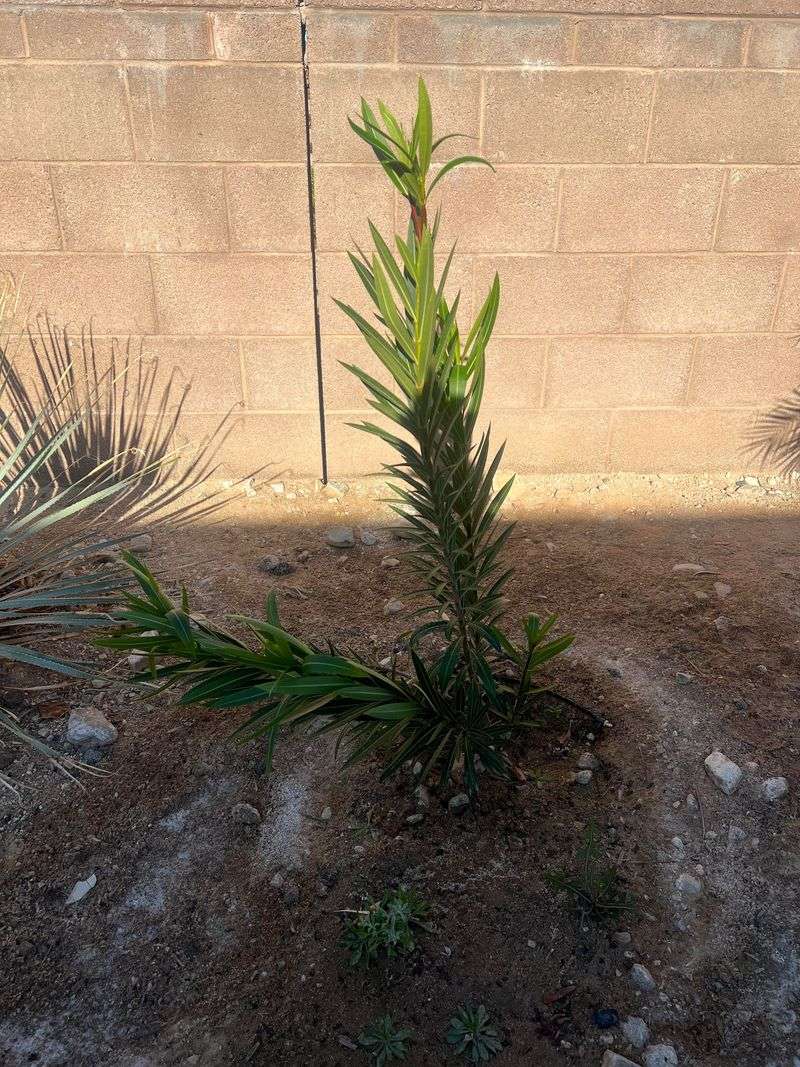 Planting Oleander In The Wrong Spot