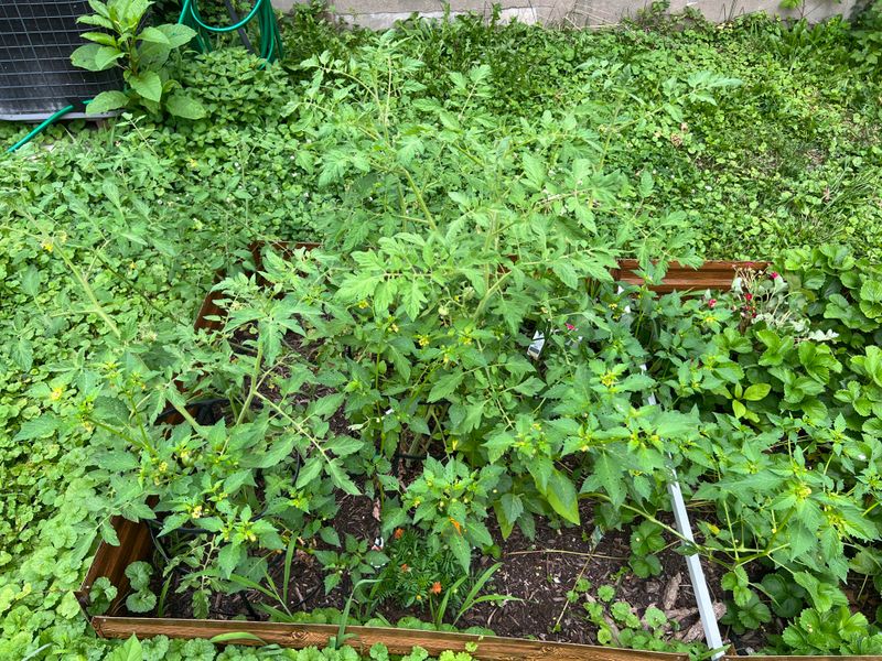 Crowding Plants Too Close Together In Warm Spring Beds