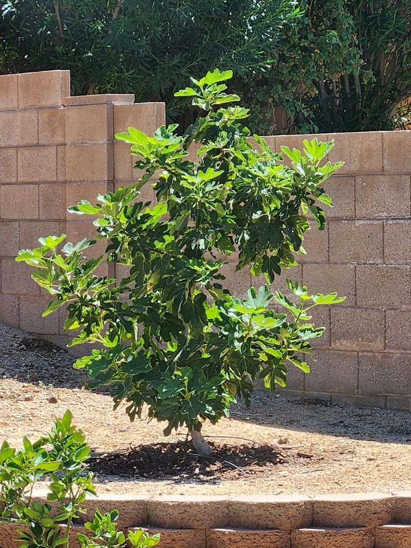 Full Desert Sun Can Scorch Figs Without A Gradual Start