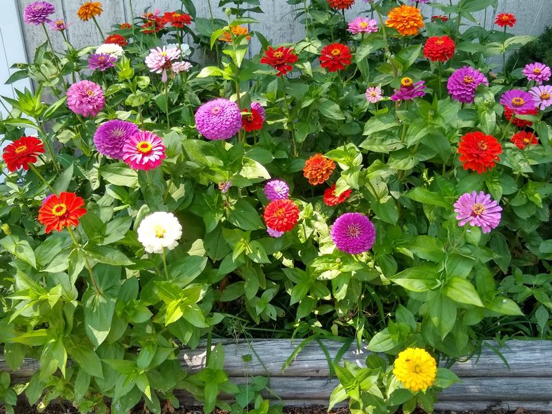 Crowded Plants Can Increase The Risk Of Leaf Problems