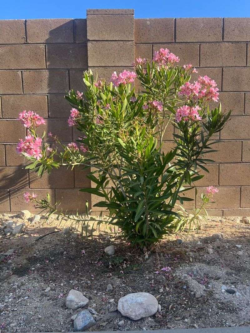 Planting In Poorly Drained Soil Leads To Stress