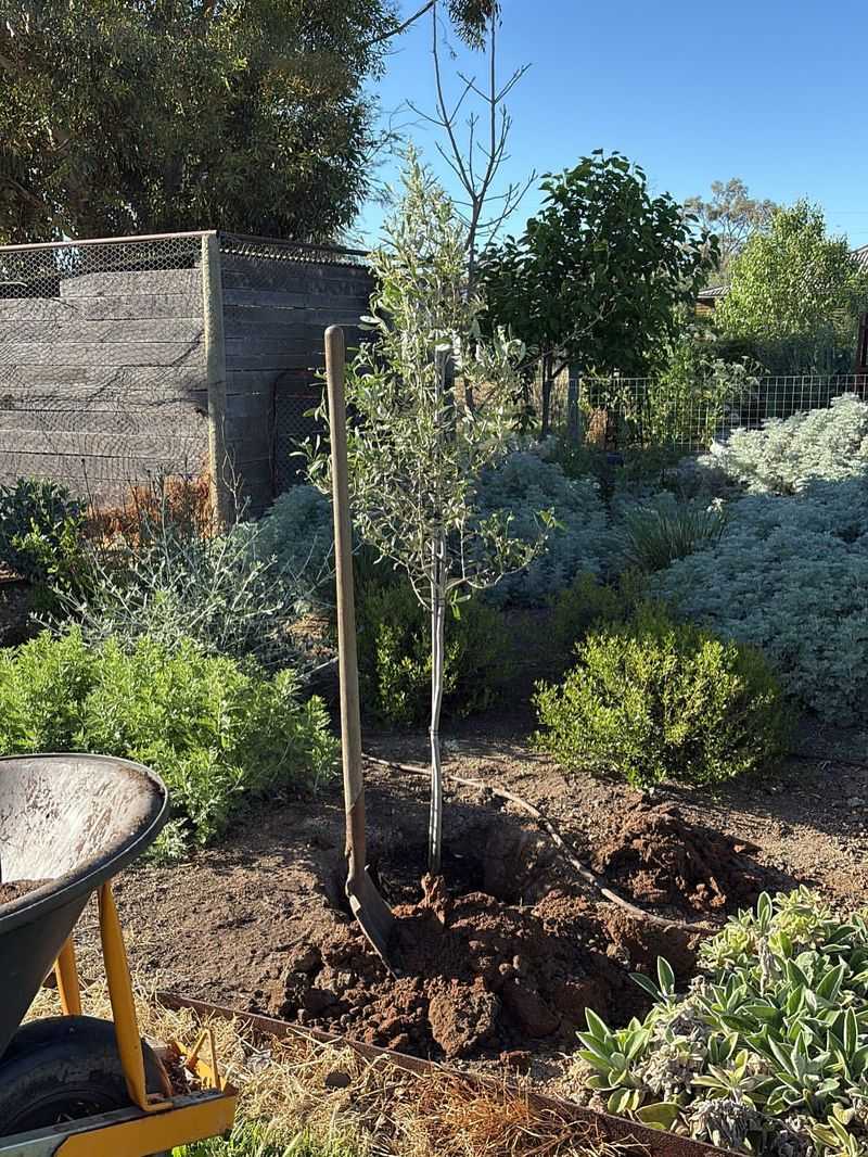 Planting Too Deep Stresses The Trunk Base