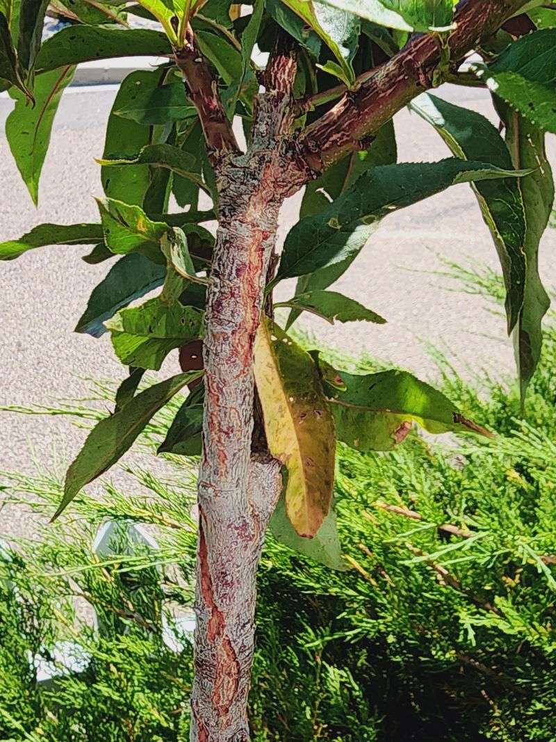 Ignoring Sunburn On Exposed Trunks And Branches