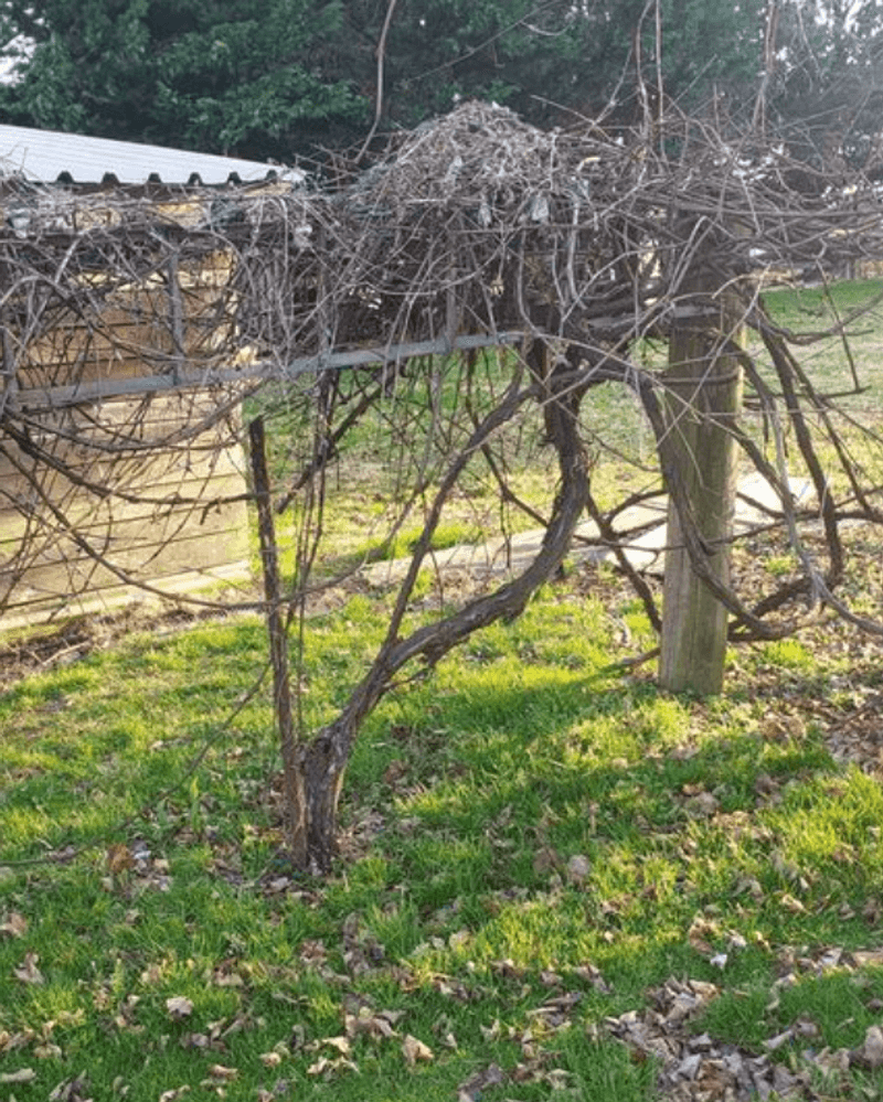Skipping Annual Pruning And Letting Vines Overgrow