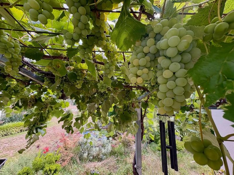 Planting In Poorly Draining Or Compacted Ground