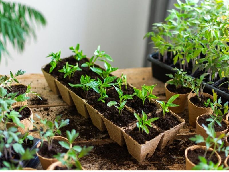 They Are Most Active Around Seedlings