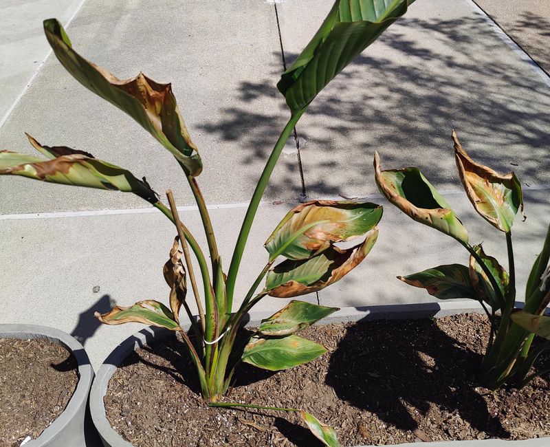 Poor Soil Drainage Can Limit Flower Production