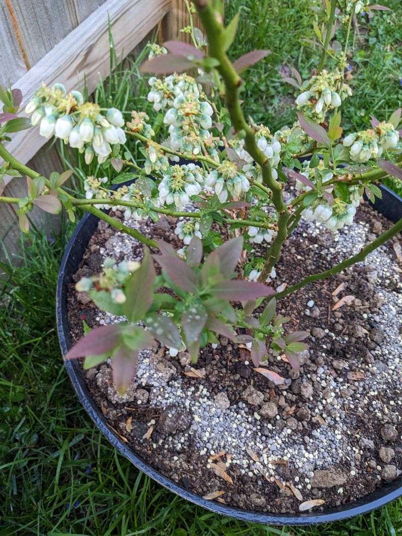 Using The Wrong Fertilizer