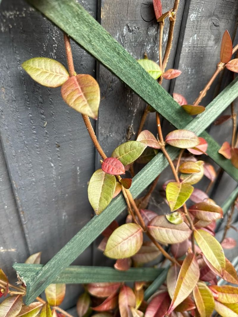Cold Or Frost Damage Turns Leaves Brown Overnight