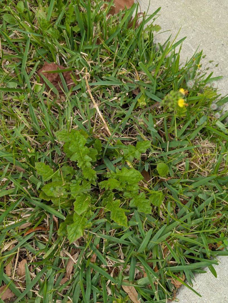 Missing Pre Emergent Timing Lets Weeds Take Over