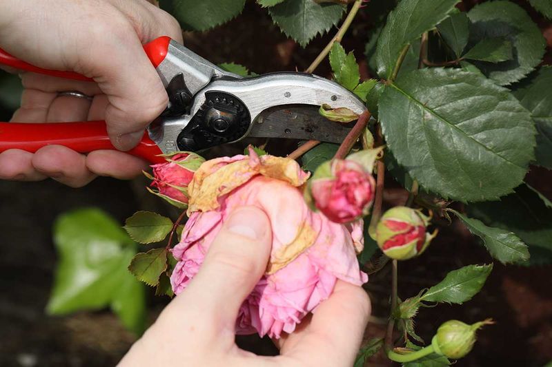 Neglecting Regular Pruning And Deadheading For Healthier Growth