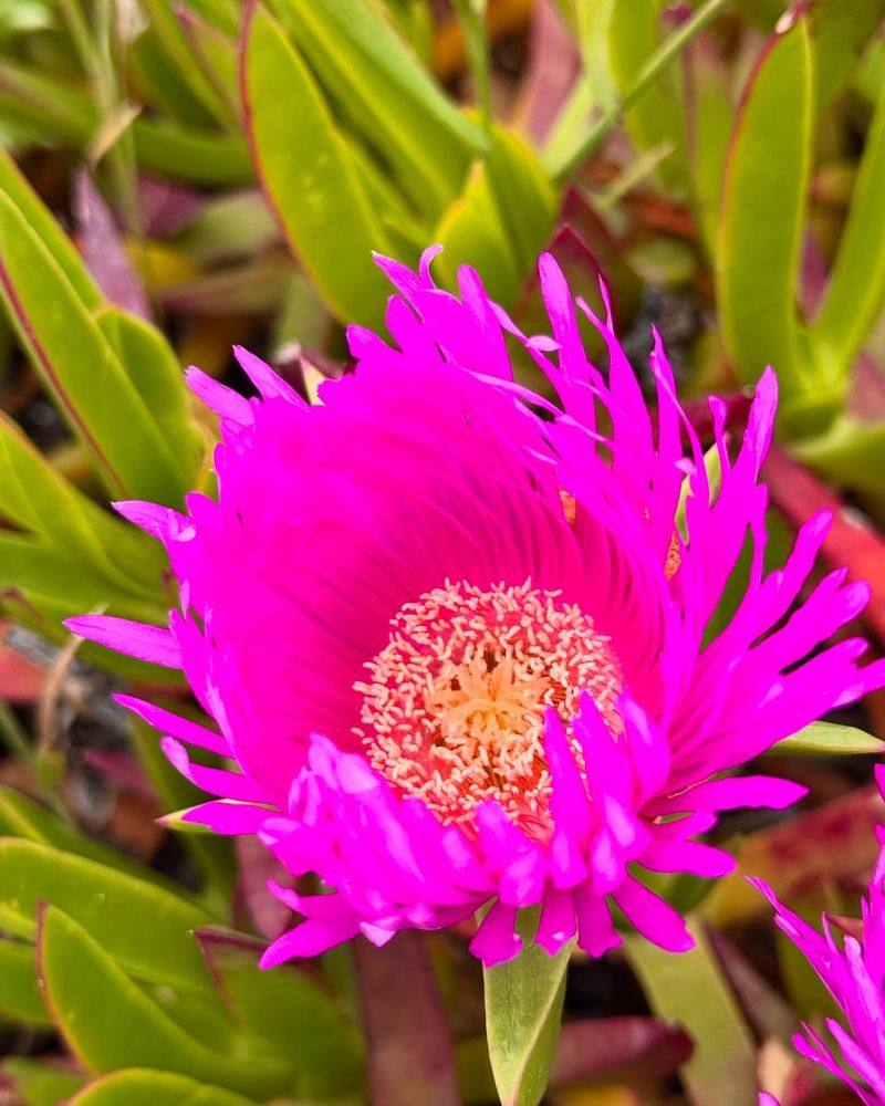 Choosing Non-Native Species