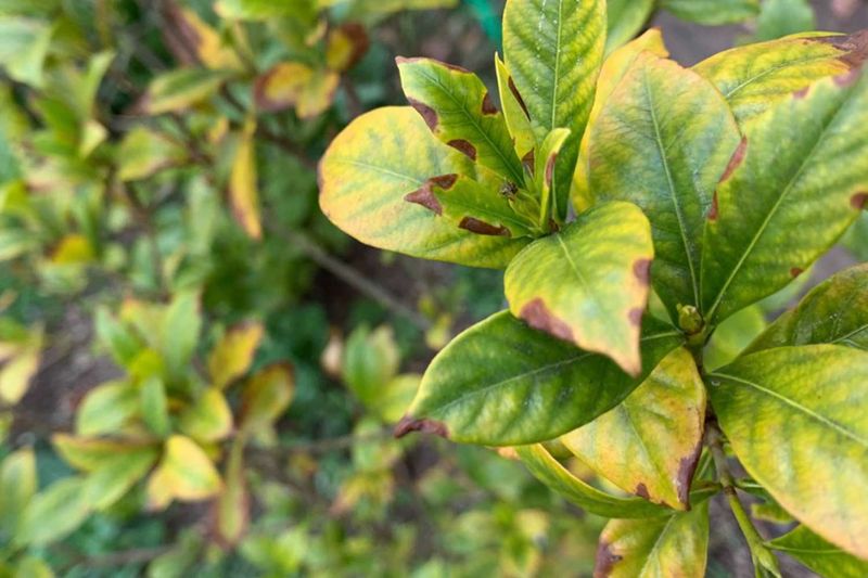 Poor Drainage Leads To Yellow Leaves