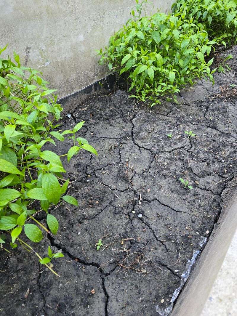 Letting Soil Dry Out Completely