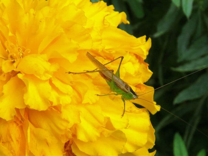 Pests And Fungal Diseases