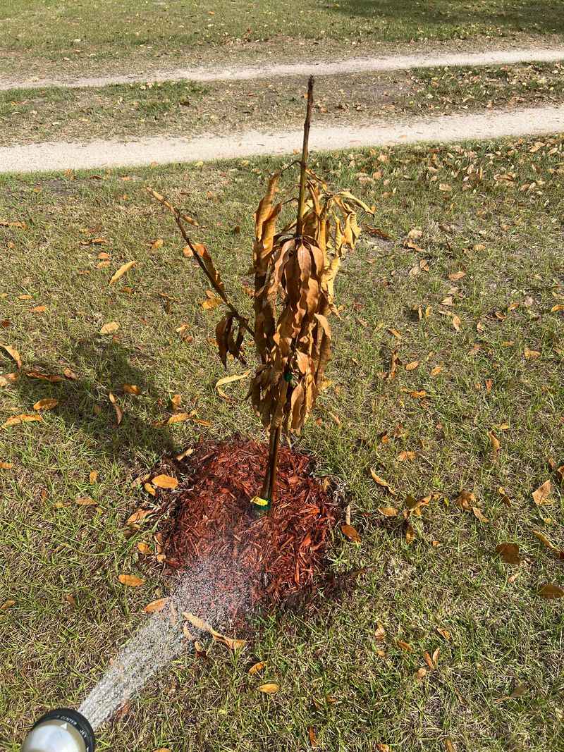Ignoring Proper Soil Drainage