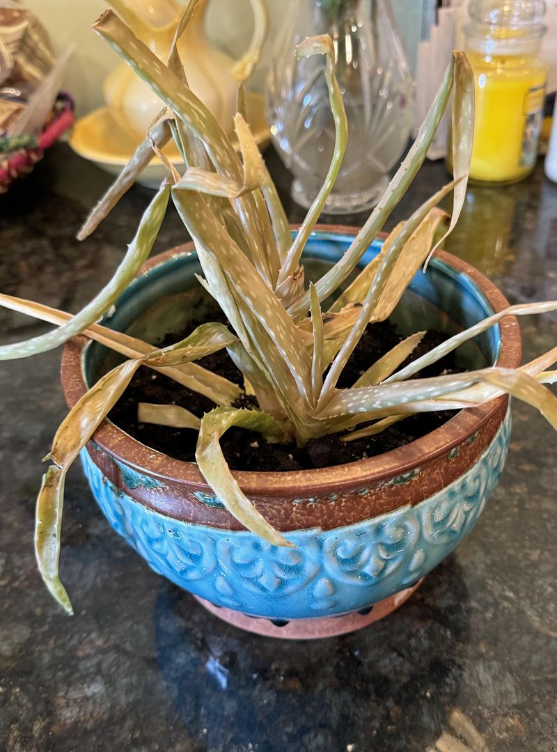 Underwatering Shows Too