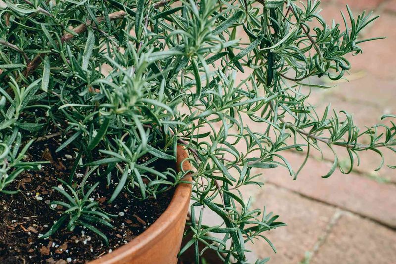 Overwintered Rosemary Plants