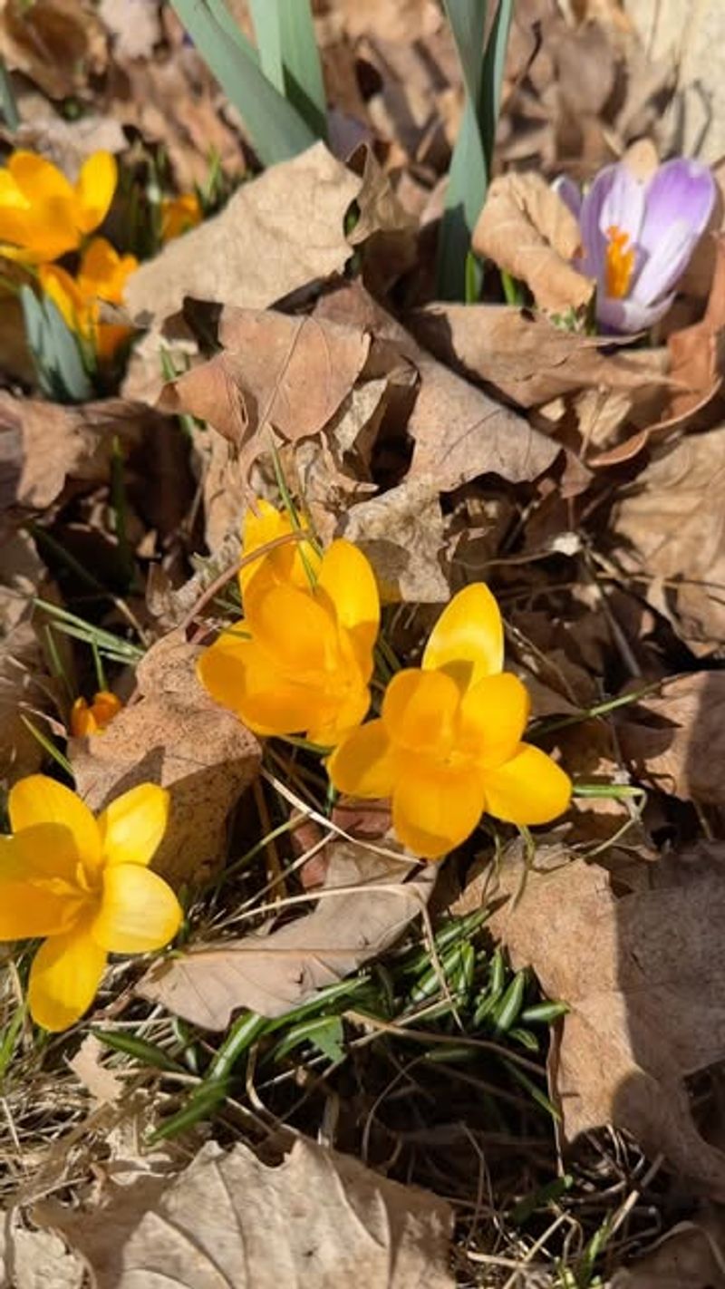 Spring Bulbs As They Emerge