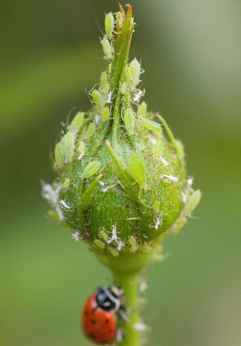 Tender Spring Growth Attracts Aphids