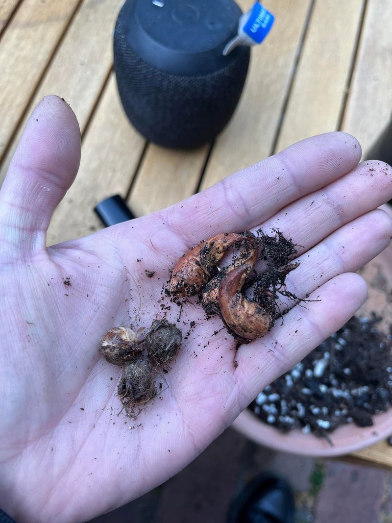 Small Bulbs Allow Oxalis To Return Each Season