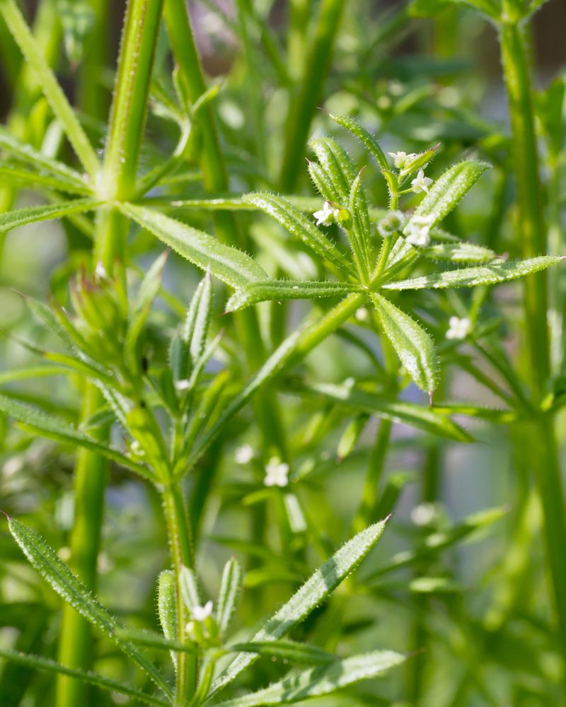 Cleavers (Stickyweed)