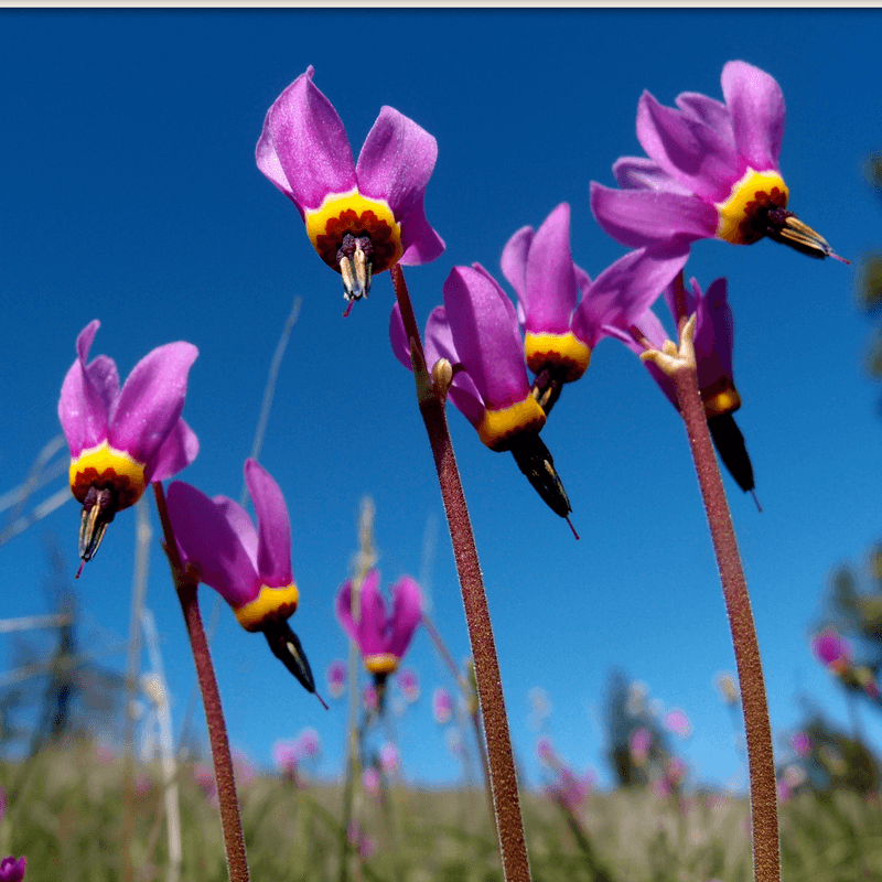 Shooting Star Brings Unusual Blooms To Early Spring Beds