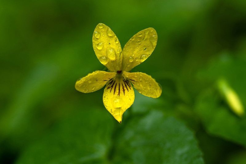 Stream Violet (Viola glabella)