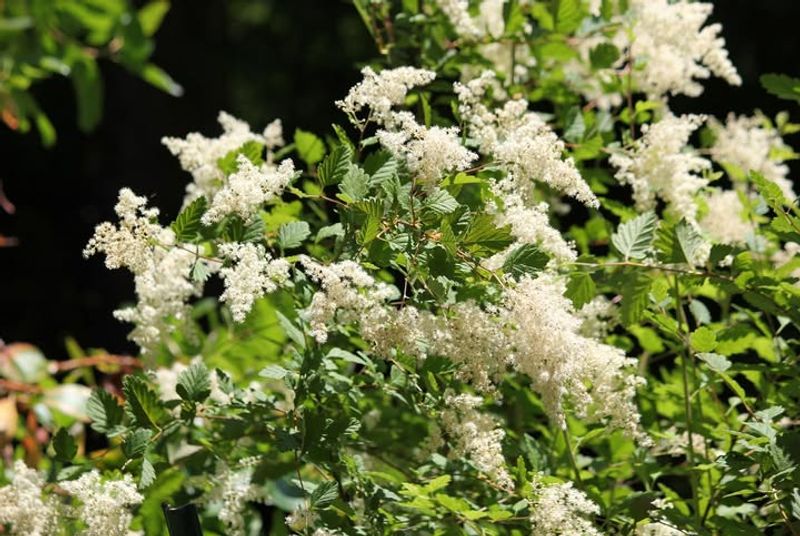 Oceanspray Splashing Blooms And Beauty Everywhere