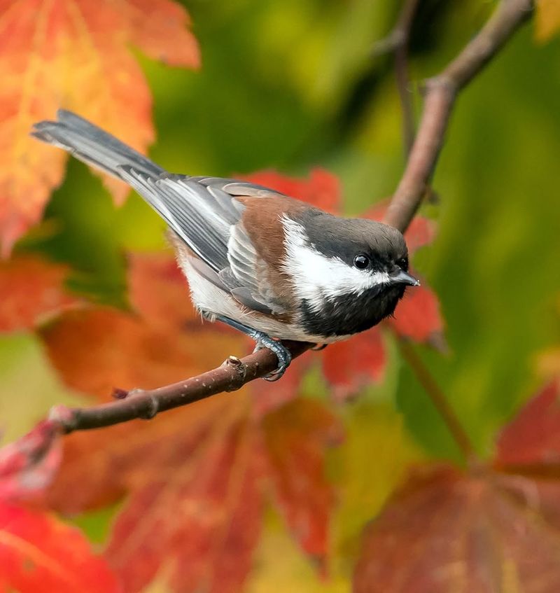 Vine Maple (Acer circinatum)