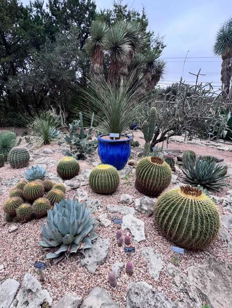 Barrel Cactus Stands Out With A Bold Rounded Form