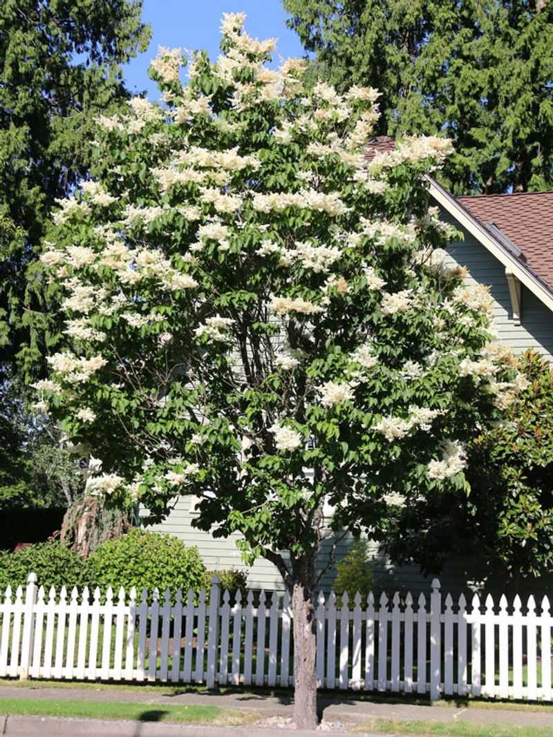 Japanese Tree Lilac Blooming In Summer Surprise