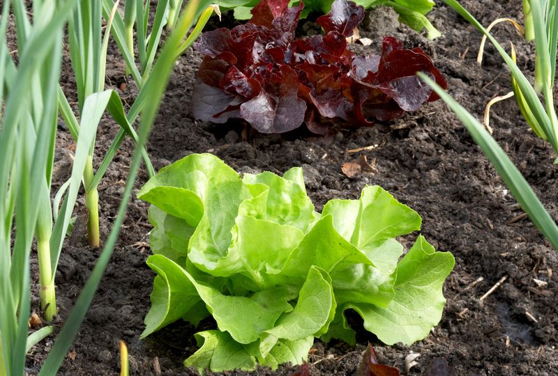 Lettuce Loves Growing In The Shadow Of Tall Vegetables