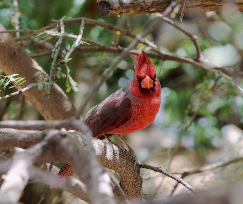 Dense Shrubs Give Them Cover